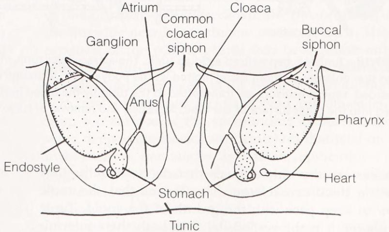 figure image